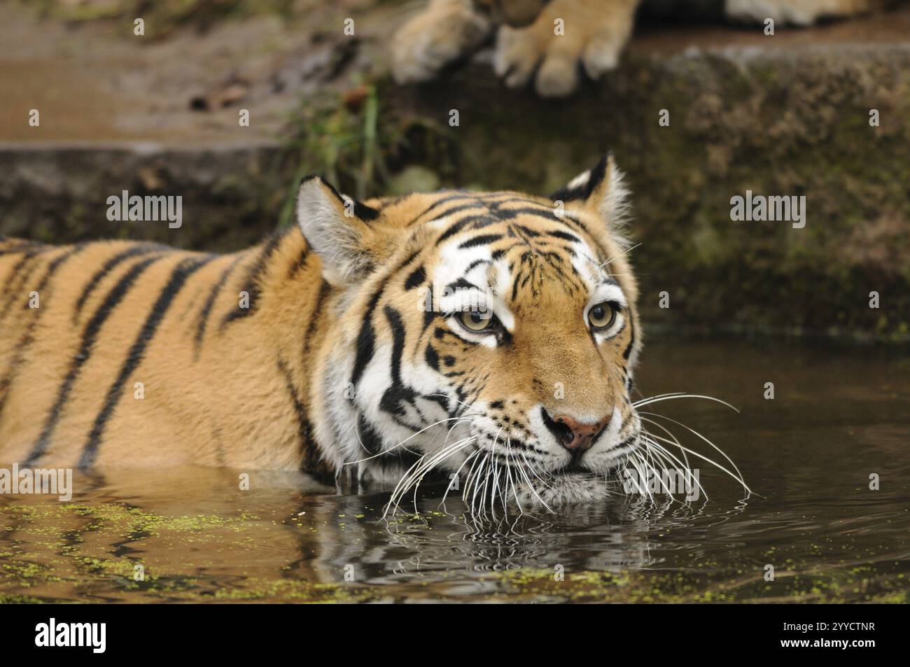 Tigre sdraiata in acqua e guardando attentamente in lontananza, tigre siberiana (Panthera tigris altaica), prigioniera, occorrenza Russia, Corea del Nord Foto Stock