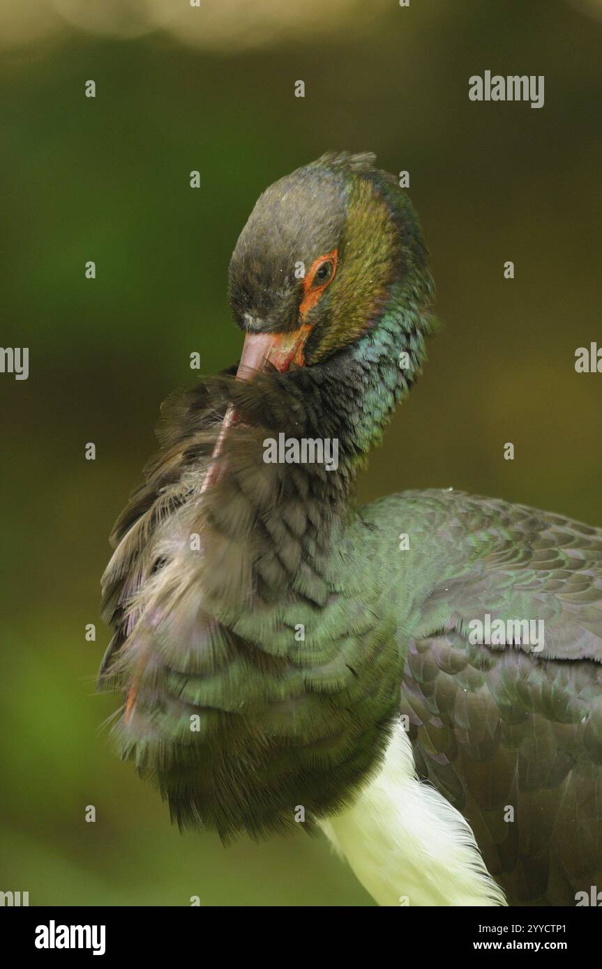 La cicogna nera si presta nel verde, le sue piume risplendono in varie sfumature di marrone e verde, la cicogna nera (Ciconia nigra), bavarese Foto Stock