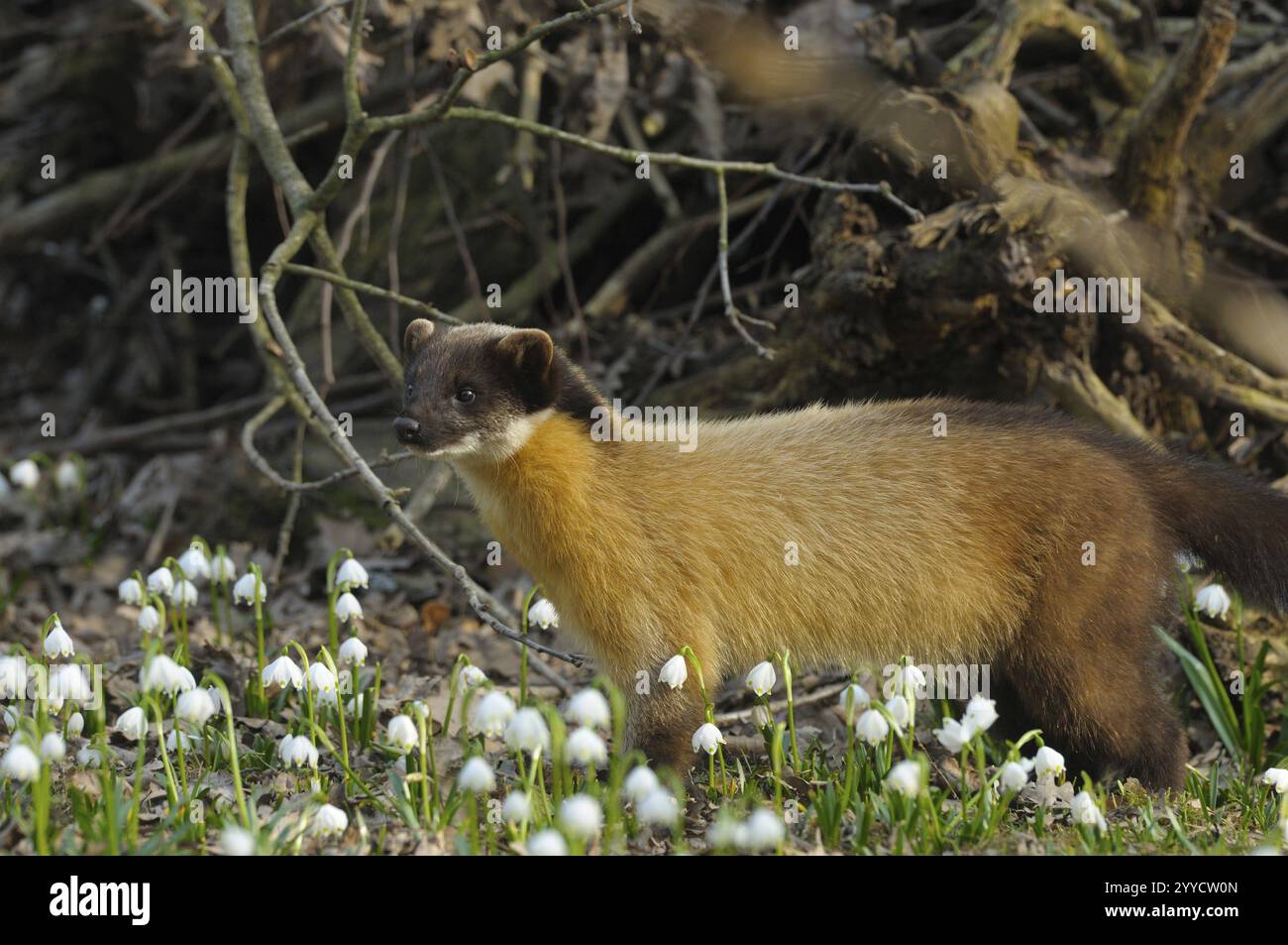 Una martora con pelliccia gialla sorge nella foresta circondata da nevicate in fiore in primavera, martora colorata (Martes flavigula), prigioniera, Germania, Europa Foto Stock