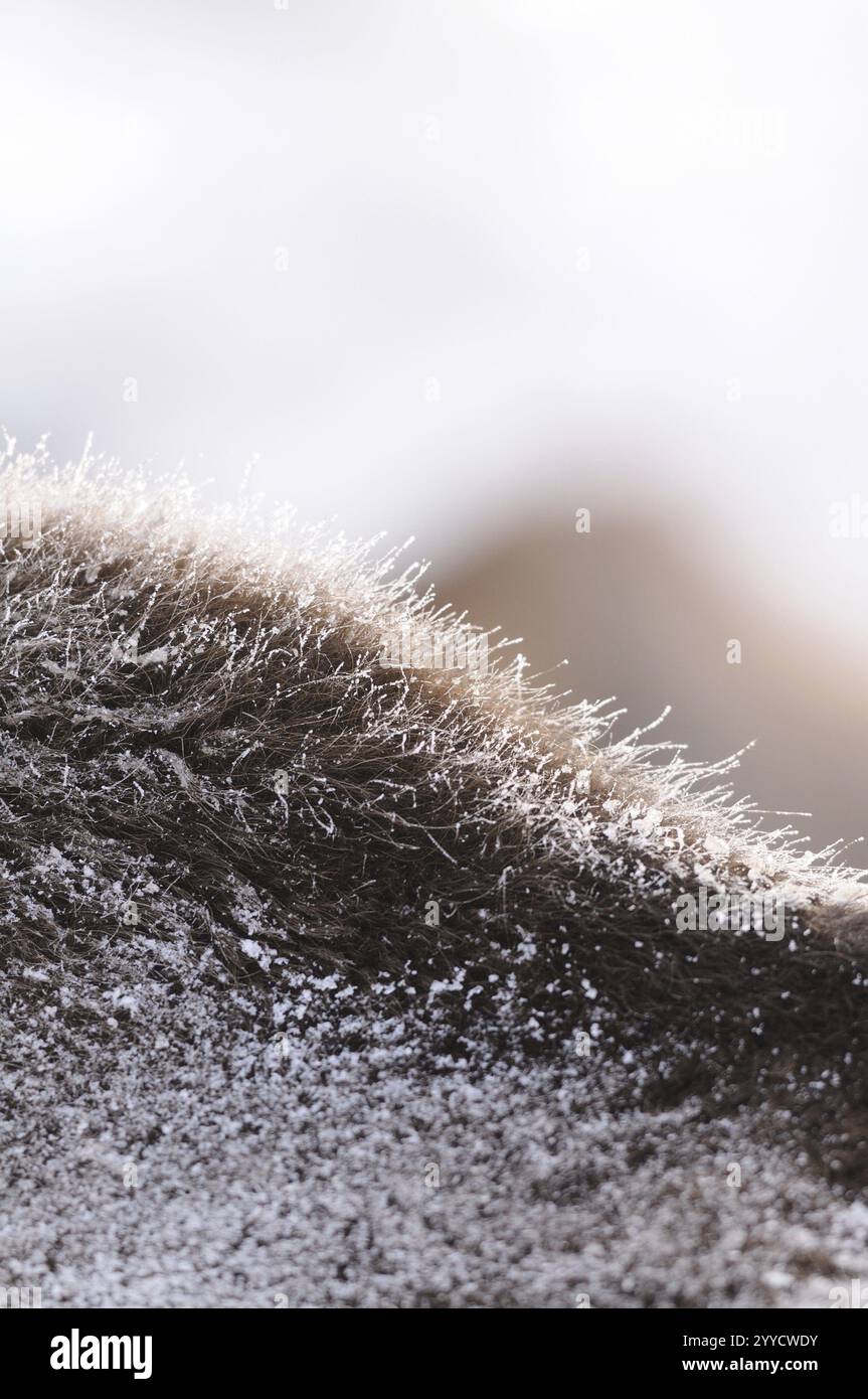 Primo piano di pellicce di bisonte con cristalli di ghiaccio congelati, bisonti (Bos bonasus), Parco Nazionale della Foresta Bavarese, Baviera Foto Stock Primo piano di pellicce di bisonte con cristalli di ghiaccio congelati, bisonti (Bos bonasus), Parco Nazionale della Foresta Bavarese, Baviera Foto Stock