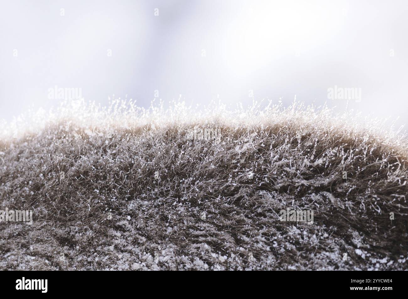 Primo piano di pellicce di bisonte congelate in un ambiente invernale, il bisonte (Bos bonasus), il Parco Nazionale della Foresta Bavarese, Baviera Foto Stock Primo piano di pellicce di bisonte congelate in un ambiente invernale, il bisonte (Bos bonasus), il Parco Nazionale della Foresta Bavarese, Baviera Foto Stock