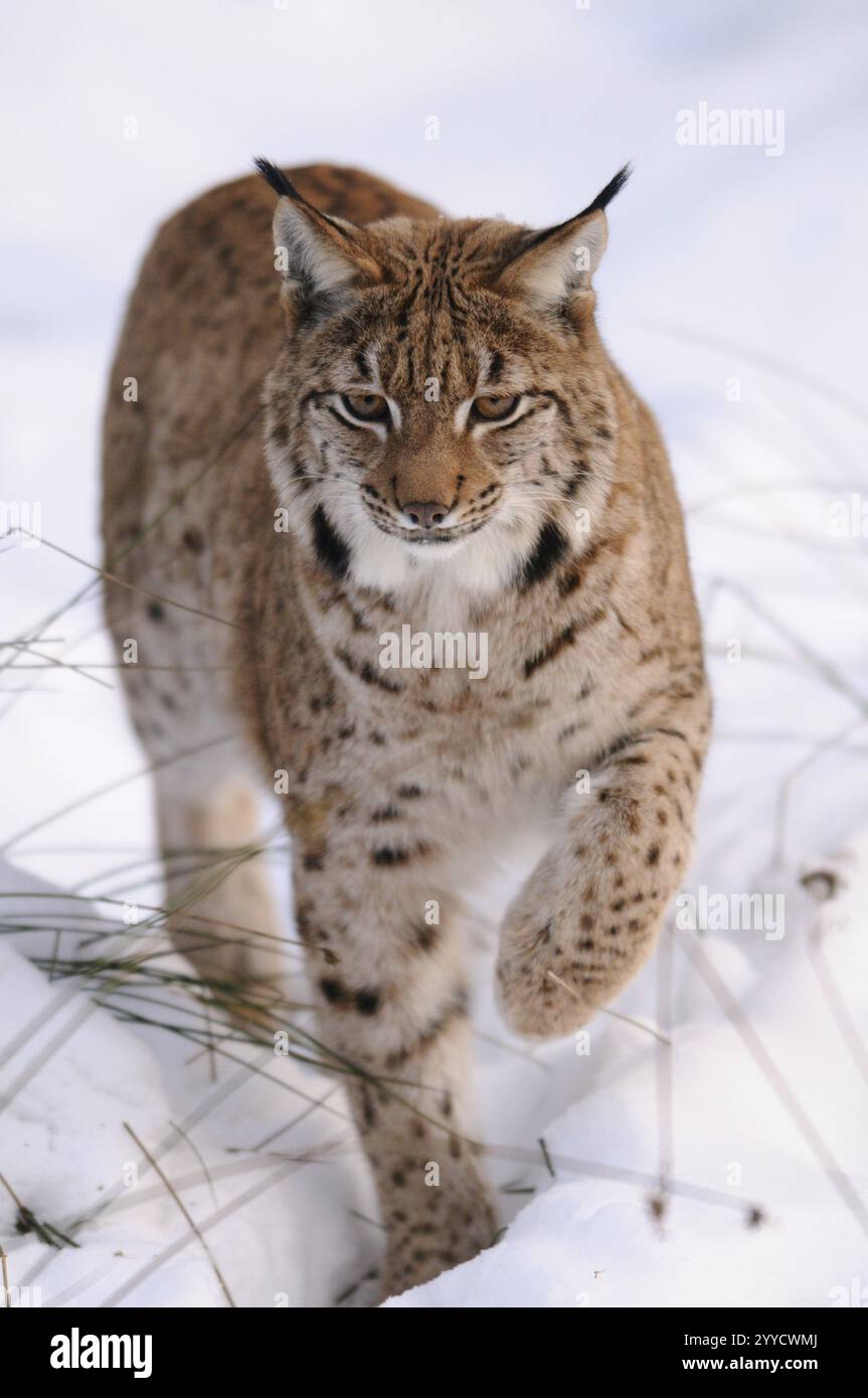 Un primo piano di una lince nella neve, lo sguardo concentrato e determinato, la lince dei Carpazi (Lynx Lynx carpathicus), il Parco nazionale della foresta bavarese, la Baviera Foto Stock