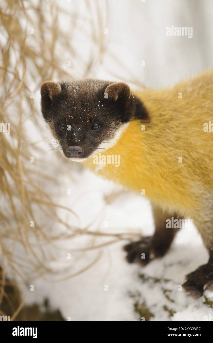 Una martora dall'aspetto attento nella neve, martora colorata (Martes flavigula), prigioniera, Germania, Europa Foto Stock