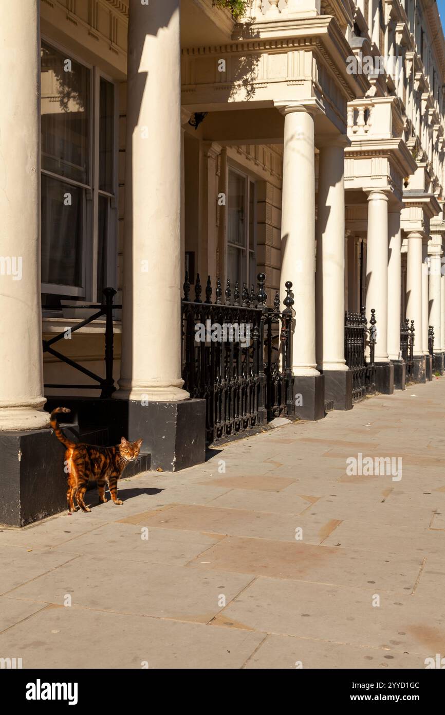 Un gatto tabby arancione con macchie nere marroni nella zona di Notting Hill a Londra Foto Stock