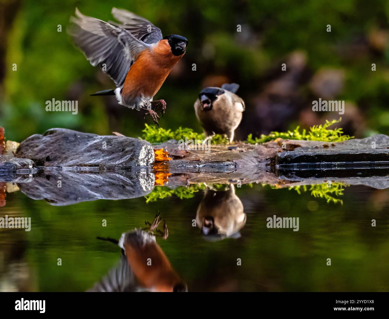 Bullfinch maschile e femminile in una piscina riflettente alla fine dell'autunno nel Galles centrale Foto Stock