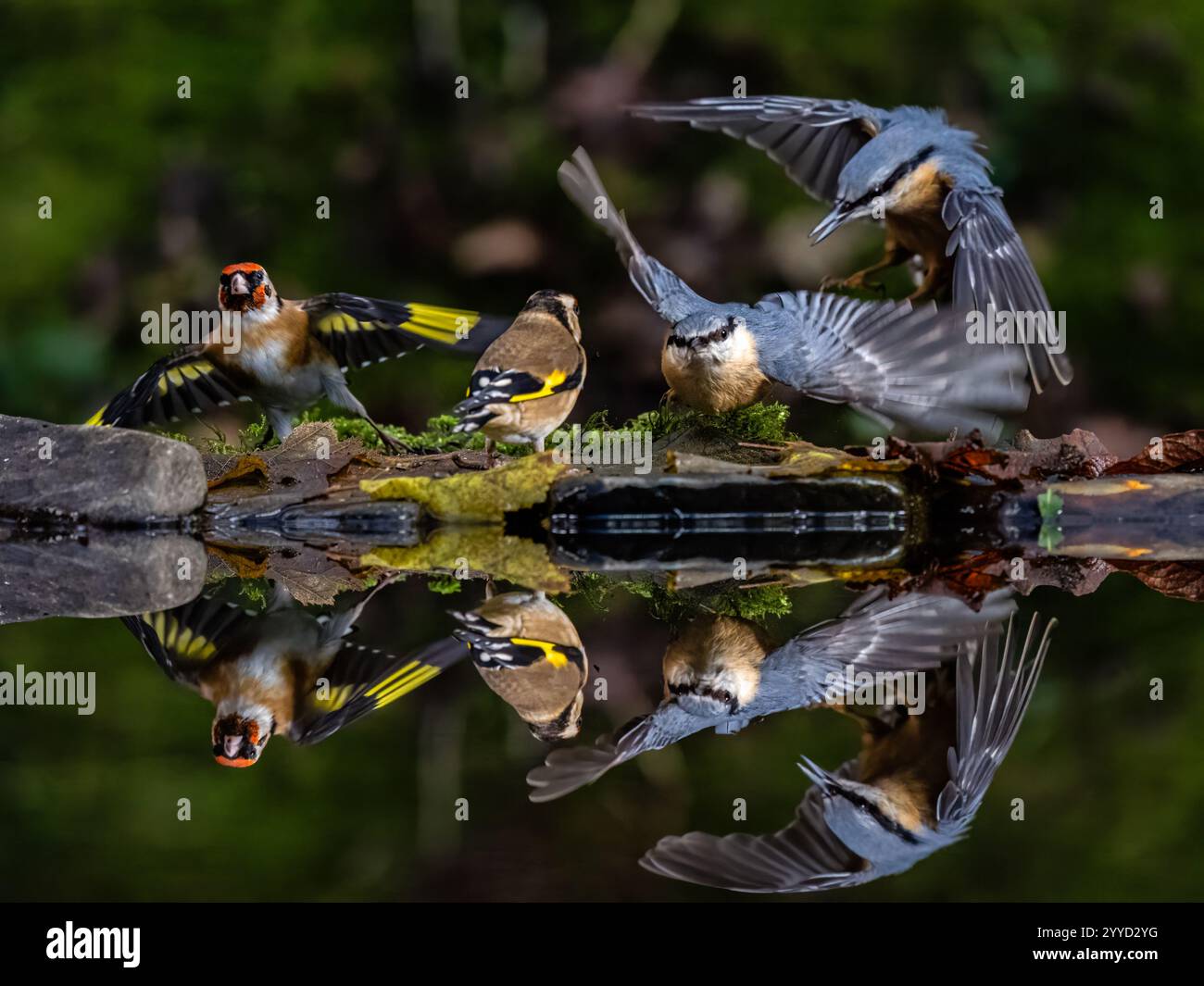 Nuthatch ha sostituito goldfinch in una piscina di riflessione alla fine dell'autunno nel Galles centrale Foto Stock