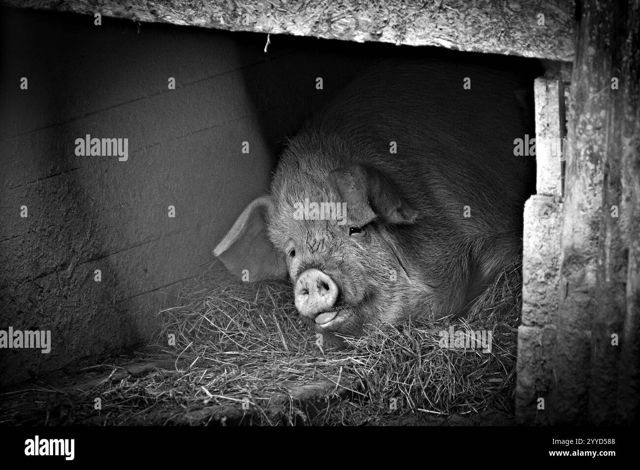 Sporco maiale domestico aka Sus domesticus nel porcile. Piccola azienda agricola in repubblica Ceca. Modifica in bianco e nero. Foto Stock