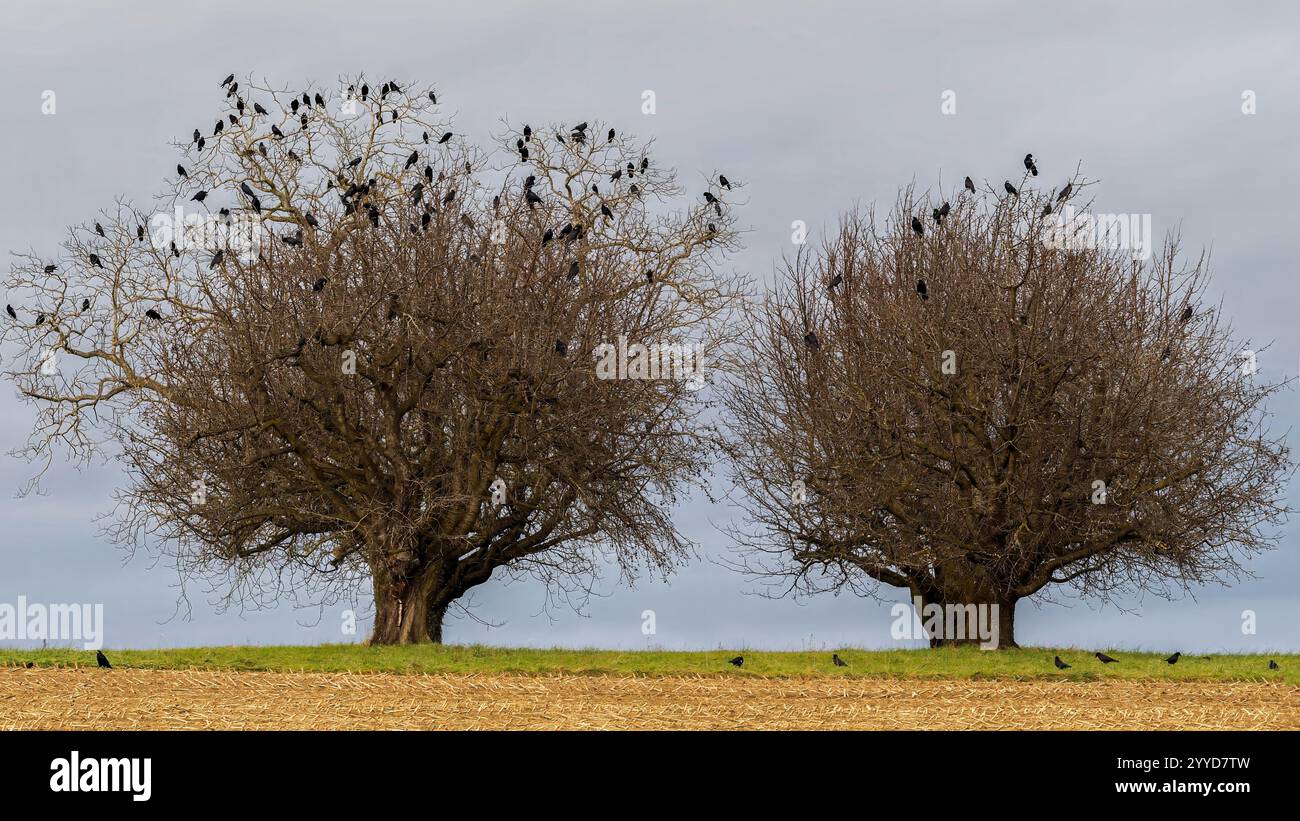 Due alberi senza foglie brulicanti di uccelli in un tranquillo paesaggio rurale Foto Stock