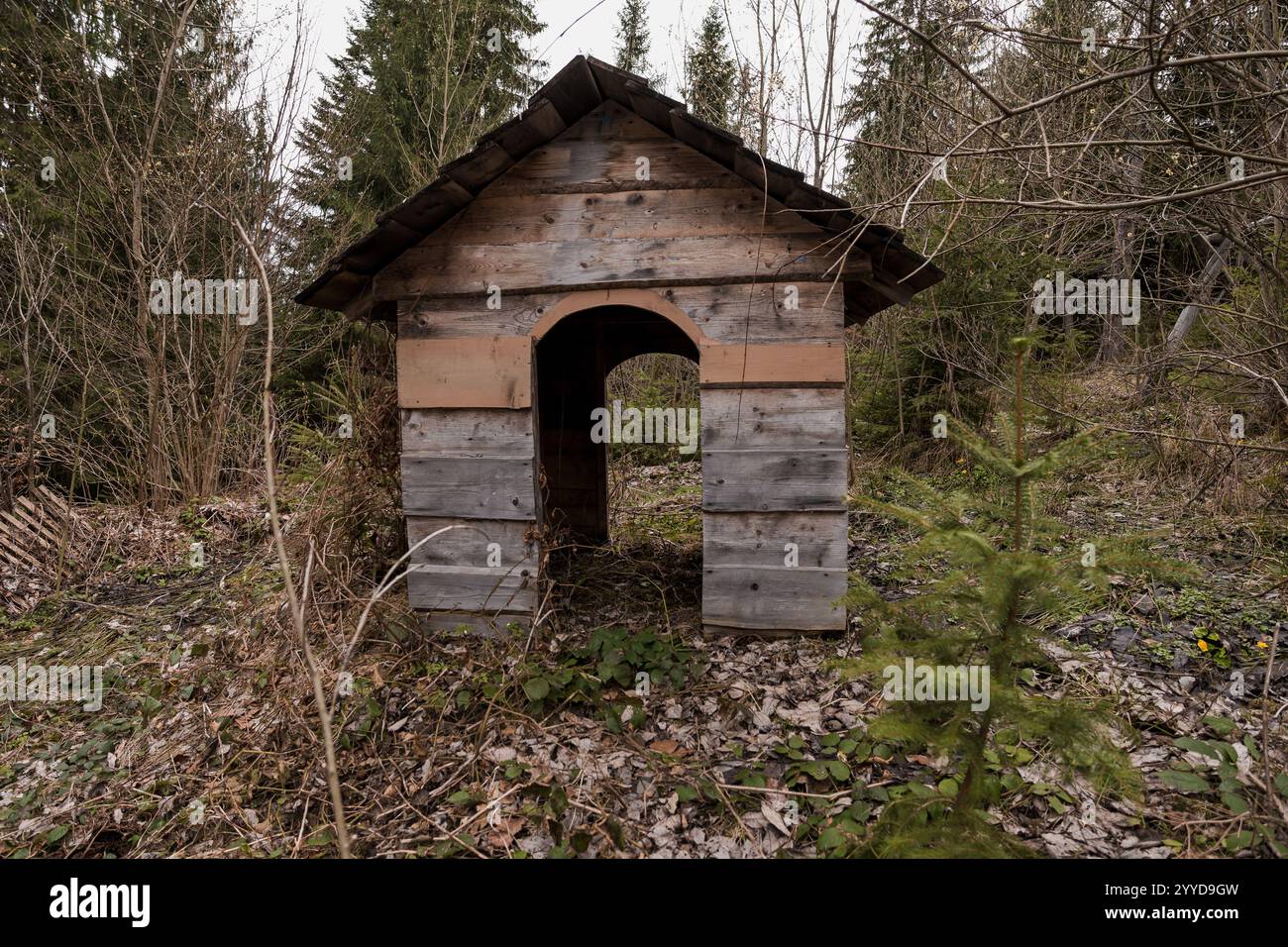 Capanna di legno abbandonata circondata dalla vegetazione della foresta. Foto Stock