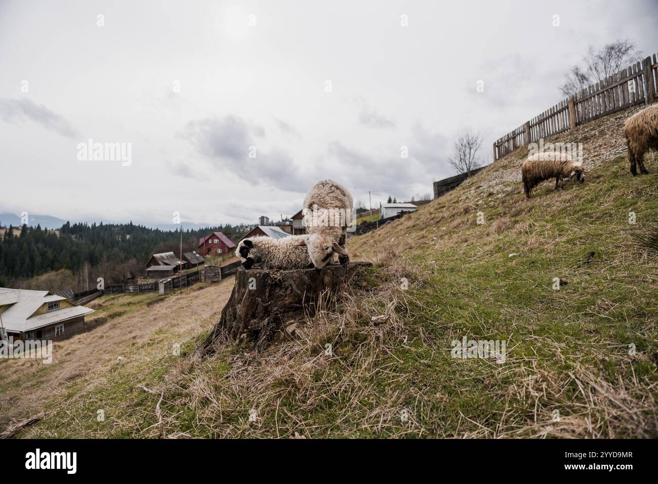 Tranquillo paesaggio rurale con pecore al pascolo su una collina. Foto Stock