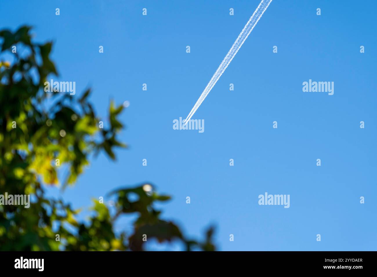 Aeroplano Contrail contro Clear Blue Sky con Tree in Foreground Foto Stock