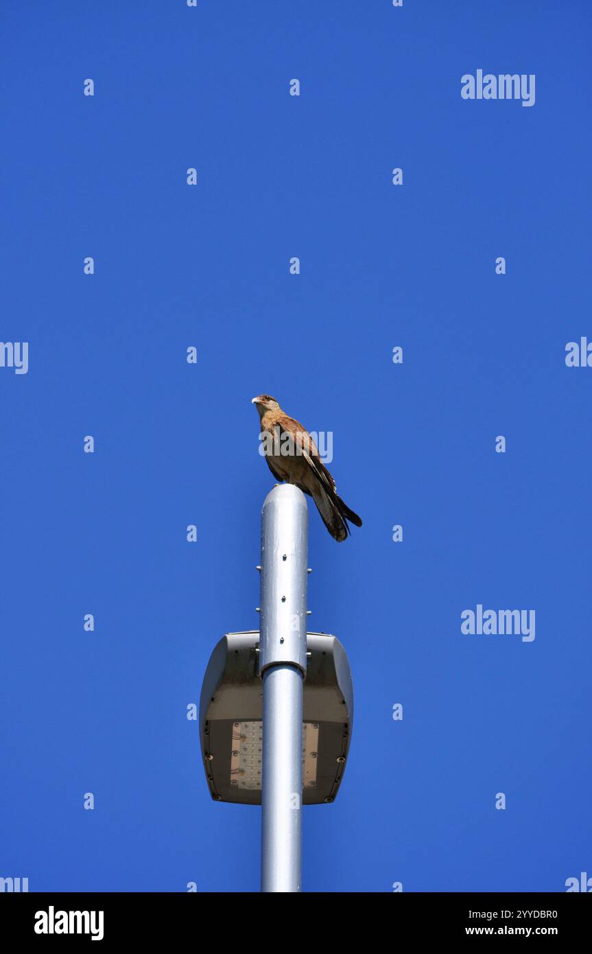 Chimango sull'illuminazione del parco pubblico - formato verticale Foto Stock