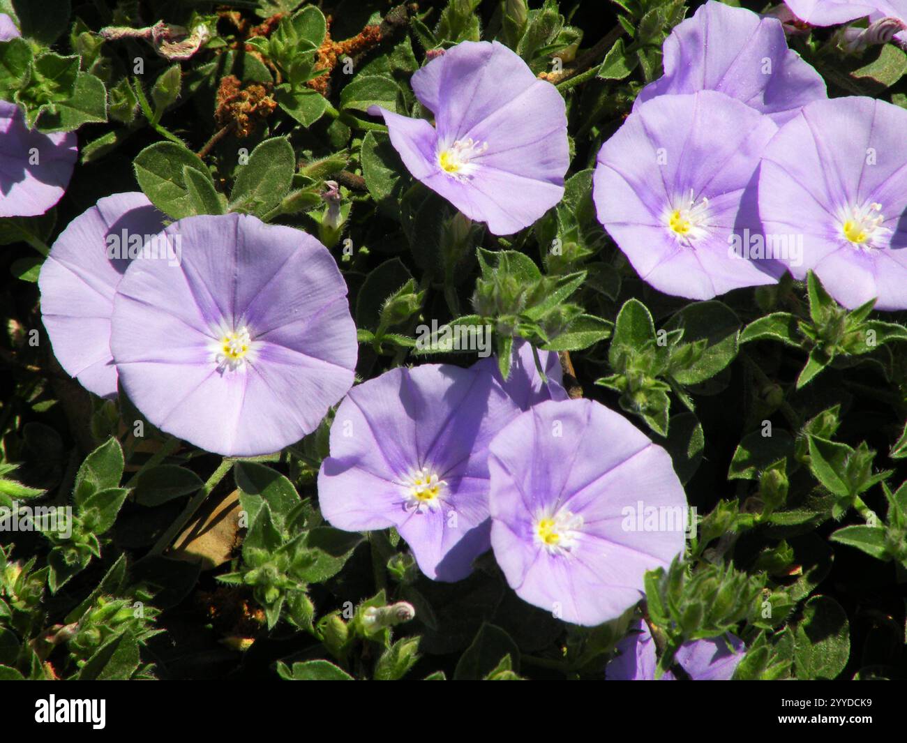 Convolvulus sabatius, comunemente chiamato bluebell Foto Stock