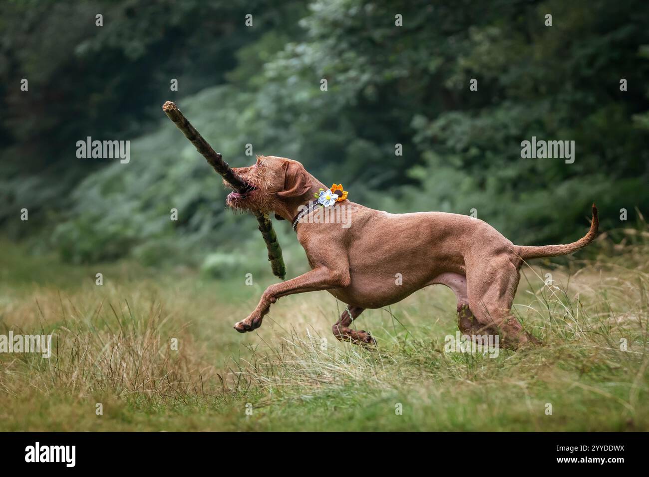 Il cane Vizsla con i capelli a filo al Virginia Water divertendosi Foto Stock