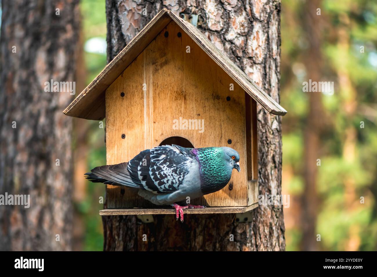 Un bel piccione seduto su una casa per uccelli su un albero Foto Stock