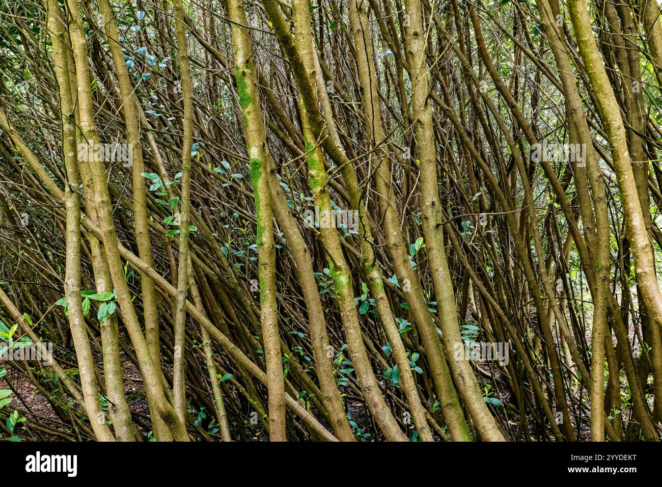 Un fitto boschetto pieno di sottili rami verticali crea un labirinto naturale in un tranquillo bosco. La luce del sole si filtra, proiettando ombre morbide. Foto Stock