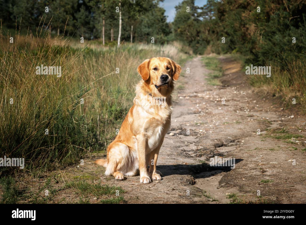 Cane Golden Retriever che si diverte nei campi e nella foresta d'estate nel Surrey Foto Stock