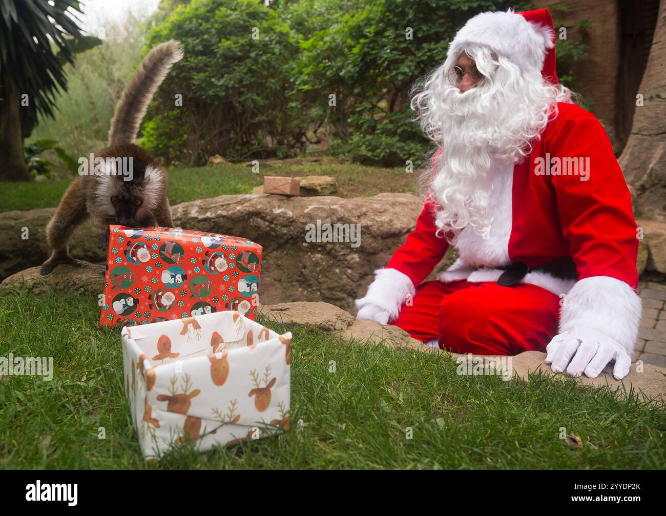 Malaga, Spagna. 21 dicembre 2024. Un uomo vestito da Babbo Natale viene visto guardare un lembo durante un evento natalizio al "Bioparc" Fuengirola. Nell'ambito delle attività natalizie, "Bioparco" Fuengirola ha organizzato una visita da Babbo Natale alle sue strutture, dove distribuirà regali a gruppi di gorilla e lemuri. Dal 2004 il Bioparc Fuengirola partecipa al programma europeo per la conservazione delle Gorilla, contribuendo alla conservazione di queste specie. (Foto di Jesus Merida/SOPA Images/Sipa USA) credito: SIPA USA/Alamy Live News Foto Stock