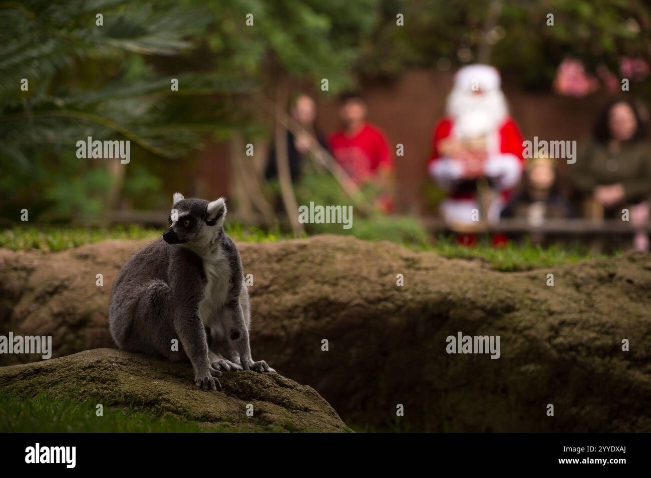 Malaga, Spagna. 21 dicembre 2024. Un uomo vestito da Babbo Natale viene visto sullo sfondo come un lemure durante un evento natalizio al "Bioparc" Fuengirola. Nell'ambito delle attività natalizie, "Bioparco" Fuengirola ha organizzato una visita da Babbo Natale alle sue strutture, dove distribuirà regali a gruppi di gorilla e lemuri. Dal 2004 il Bioparc Fuengirola partecipa al programma europeo per la conservazione delle Gorilla, contribuendo alla conservazione di queste specie. Crediti STATUNITENSI: ZUMA Press, Inc./Alamy Live News Foto Stock