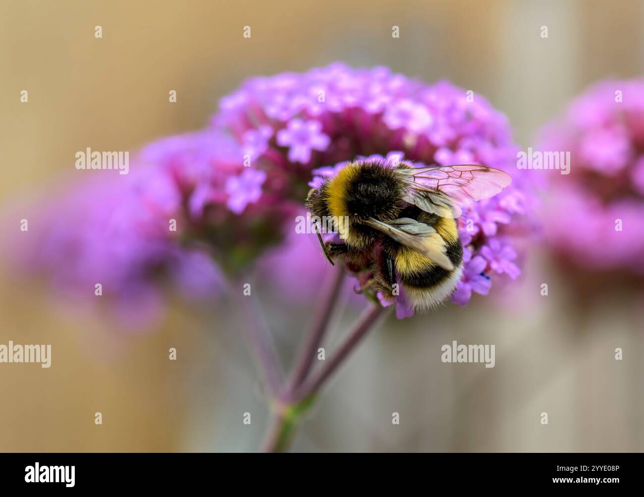 In estate si nutre di api con fiori di verbena Foto Stock