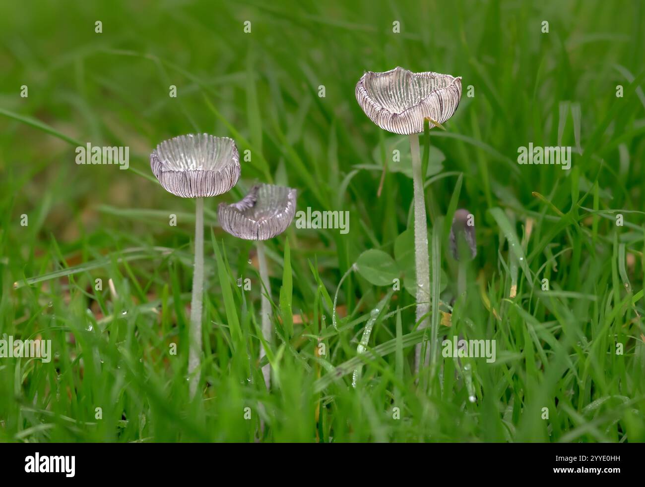 Funghi a punta di inchiostro del piede di Lepre, nome proprio coprinus lagopus che cresce tra l'erba Foto Stock