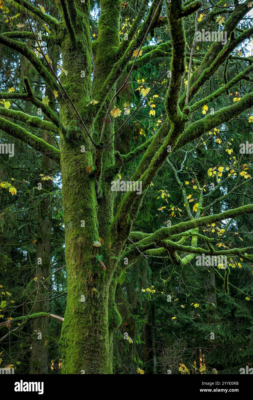 Albero d'acero ricoperto di muschio, simile a velluto verde a Stockhill Woods, Priddy, Somerset con alcune foglie sparse in autunno Foto Stock