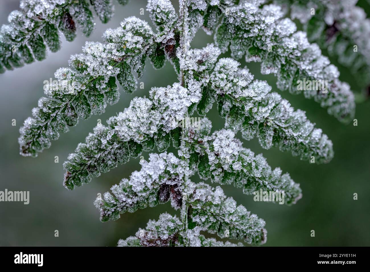 Cristalli di ghiaccio sulle foglie di felce dopo il gelo intenso nei boschi di Stockhill, Priddy, Somerset, Regno Unito Foto Stock