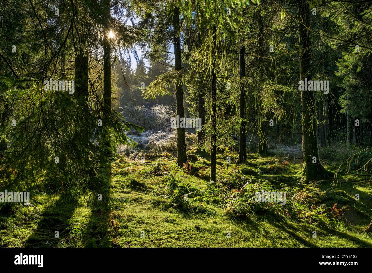 Conifere e abeti nei boschi di Stockhill, Priddy, Somerset, con la luce del sole alle loro spalle che proietta lunghe ombre Foto Stock