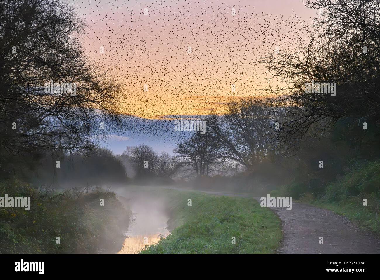 Stelle che volano su un paesaggio nebbioso in inverno poco prima dell'alba a Ham Wall, Somerset, Regno Unito Foto Stock