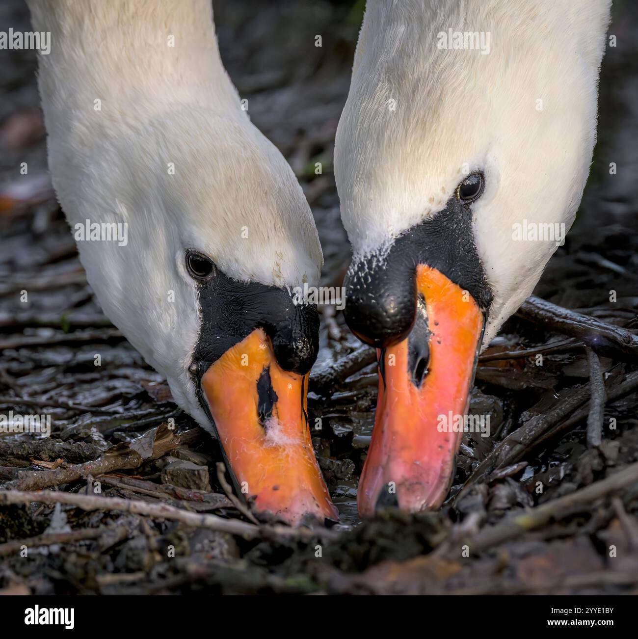 Mute Swan Couple o Swan mates si nutrono dallo stesso punto dei Somerset Levels, Regno Unito Foto Stock