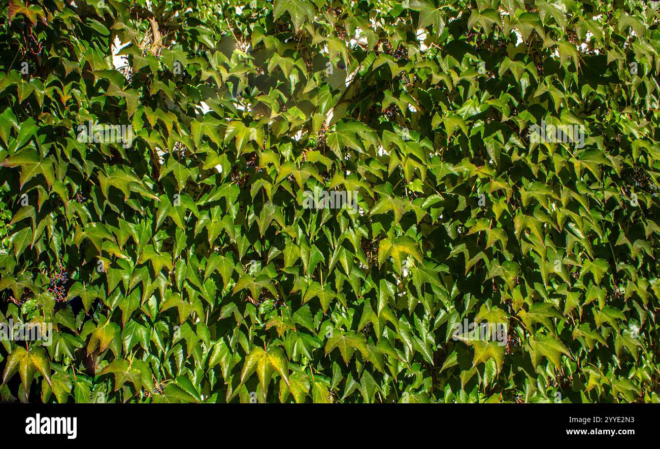 Parete verde in foglie d'uva selvatiche, Boston ivy. Sfondo naturale di colore verde brillante. Parthenocissus Tricuspidata comunemente noto come Boston Foto Stock