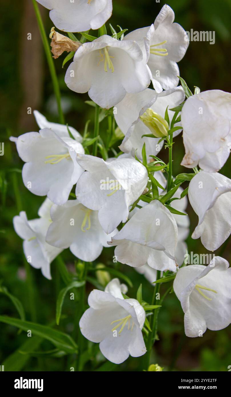 Primo piano Campanula Persicifolia (campana lievitata di pesca) nel giardino primaverile. Fiori di Campanula con dolci campane bianche. Foto Stock