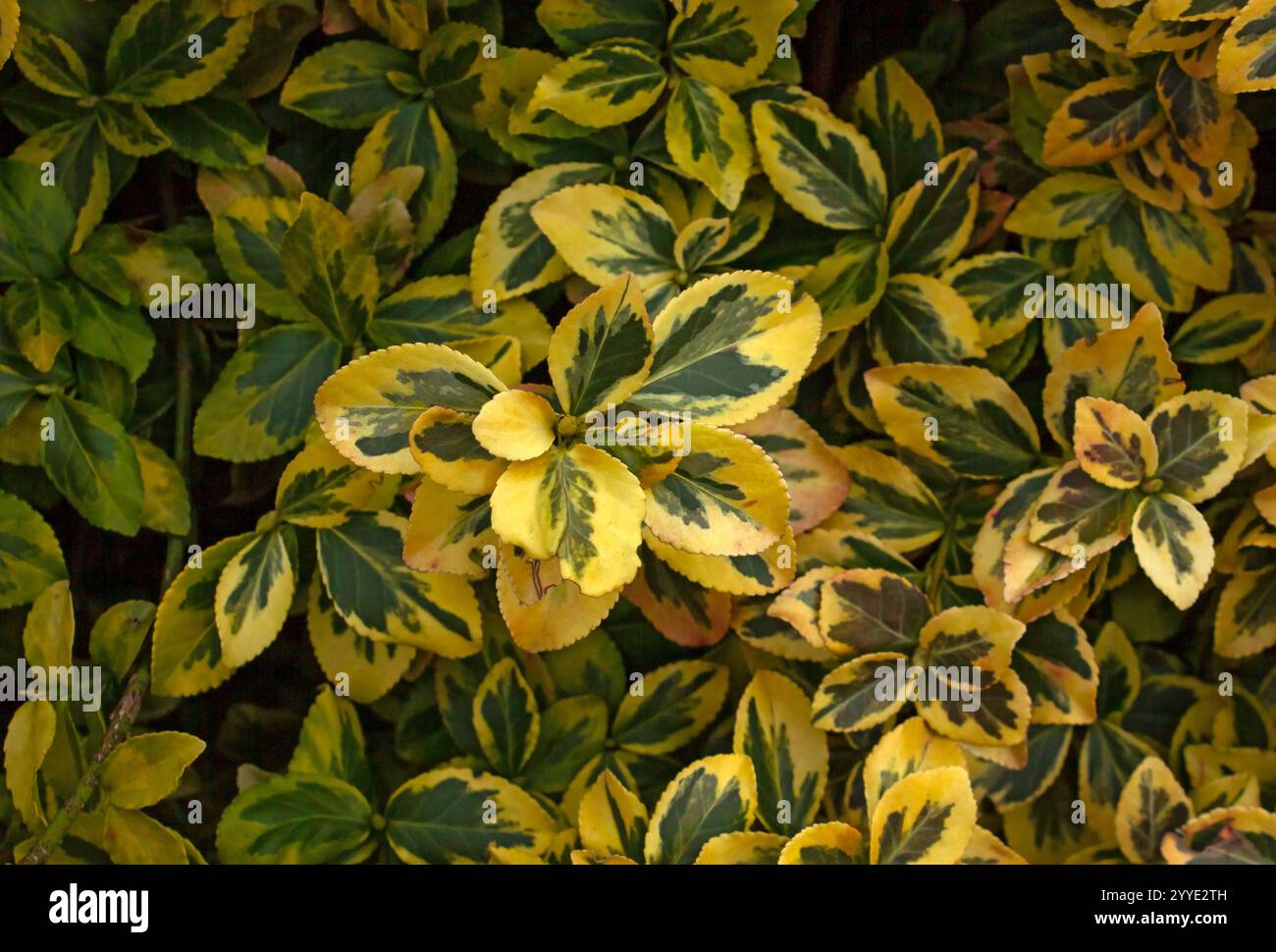 Fogliame invernale di Spindle Shrub della fortuna Evergreen Euonymus fortunei "Emerald 'n' Gold Growing in a Garden. Reggiseno ornamentale con foglie gialle e verdi Foto Stock
