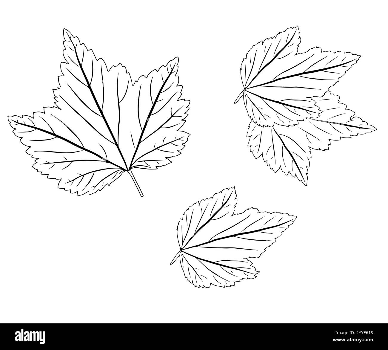 Foglia di ribes in stile doodle. Illustrazione vettoriale isolata su sfondo bianco. Illustrazione Vettoriale