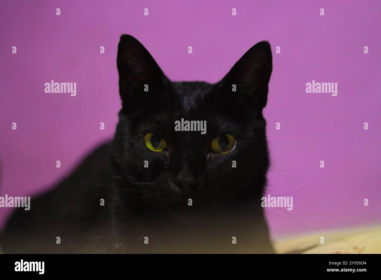 Ritratto ravvicinato di un gatto nero con occhi gialli impressionanti, con colletto rosso, dettagli in pelliccia intricati e uno sguardo vivace Foto Stock