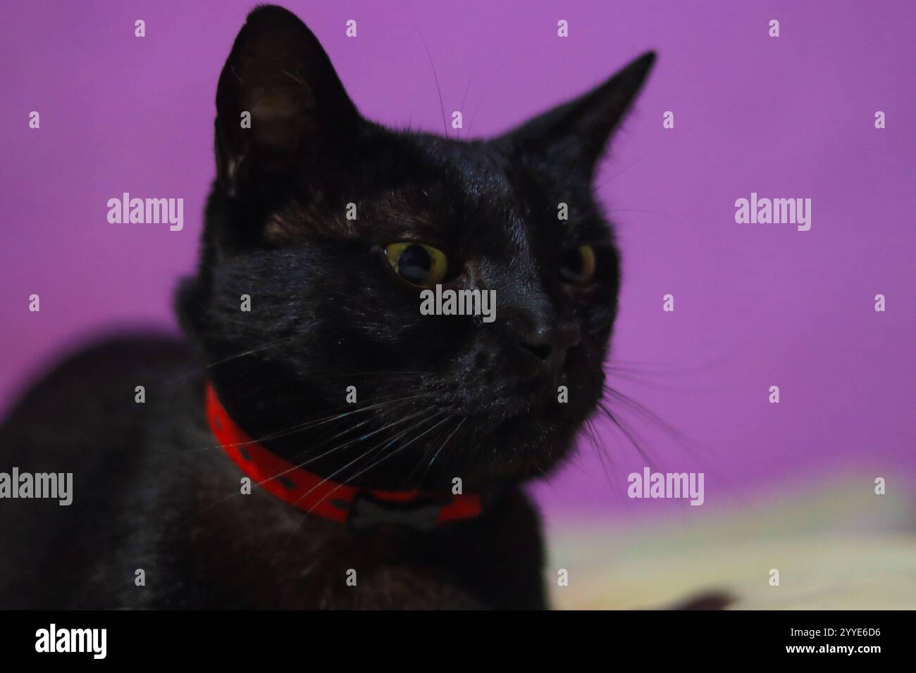 Ritratto ravvicinato di un gatto nero con occhi gialli impressionanti, con colletto rosso, dettagli in pelliccia intricati e uno sguardo vivace Foto Stock