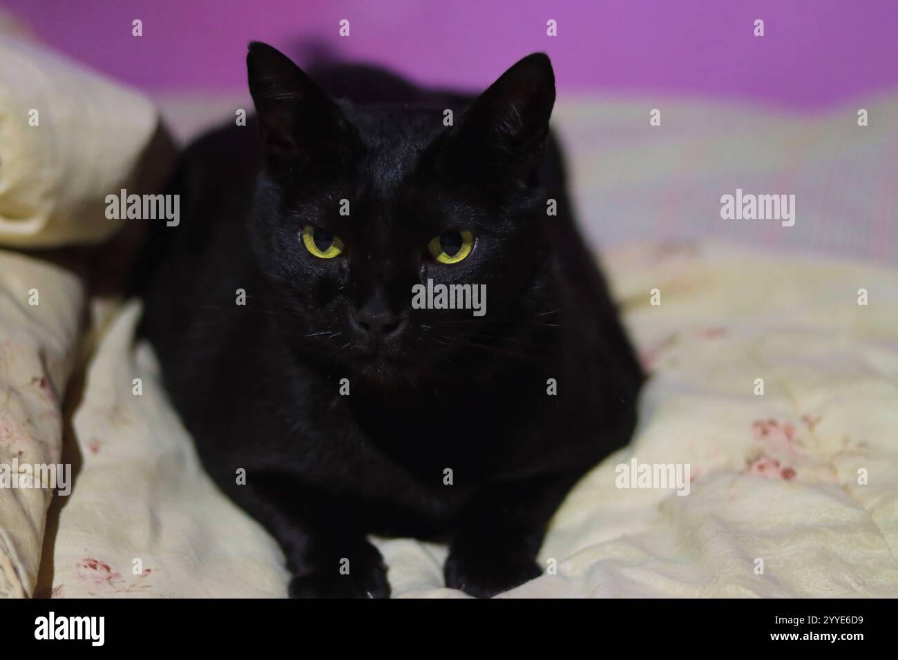 Ritratto ravvicinato di un gatto nero con gli occhi gialli che mostrano dettagli di pelliccia intricati e uno sguardo vivace Foto Stock