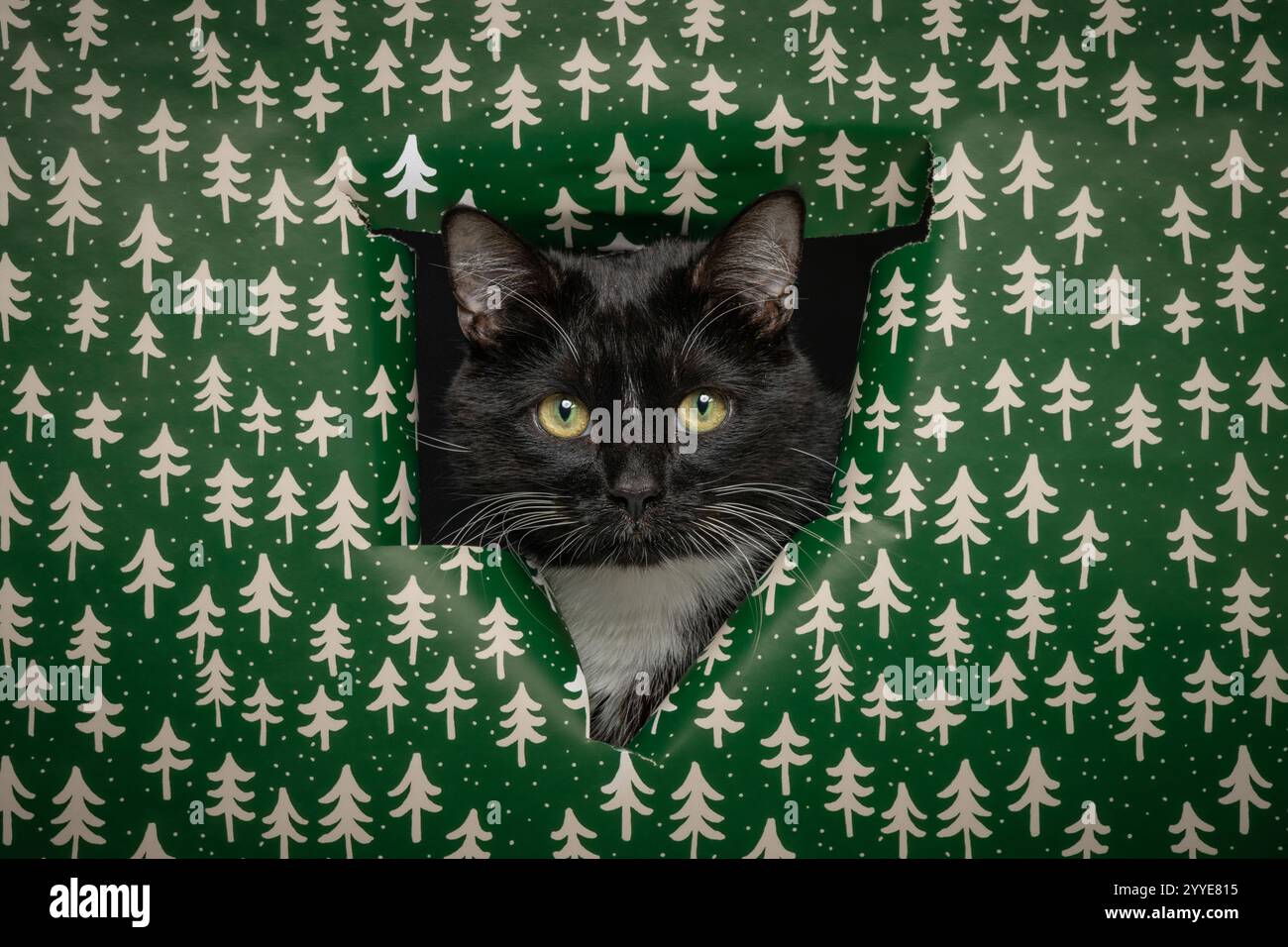 Un gatto bianco e nero che sbircia attraverso un buco in carta verde brillante decorata con alberi di Natale bianchi. Foto Stock