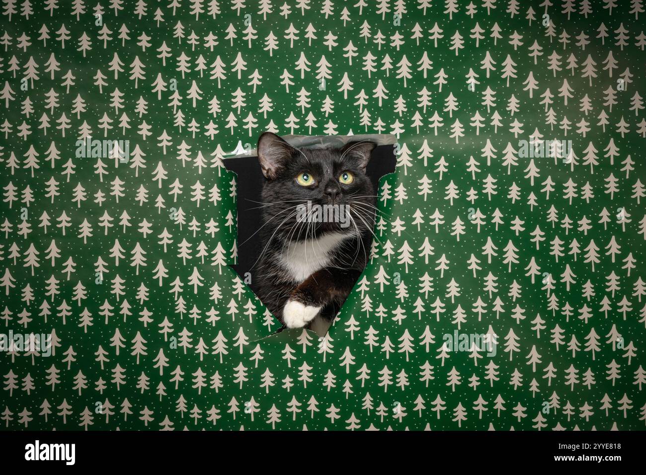 Un gatto bianco e nero che sbircia attraverso un buco in carta verde brillante decorata con alberi di Natale bianchi. Foto Stock