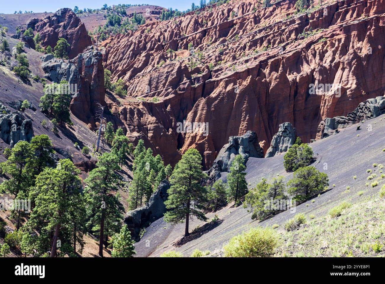 Red Mountain Trail nella Coconino National Forest vicino a Flagstaff, Arizona. Foto Stock