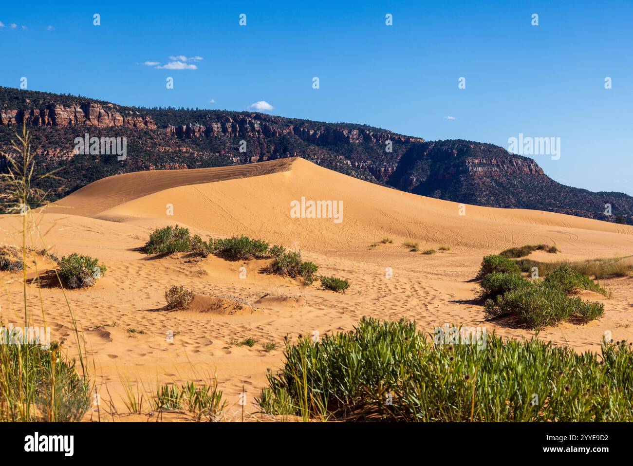 Il parco statale Coral Pink Sand Dunes è le uniche dune principali dell'altopiano del Colorado. Utah. Foto Stock