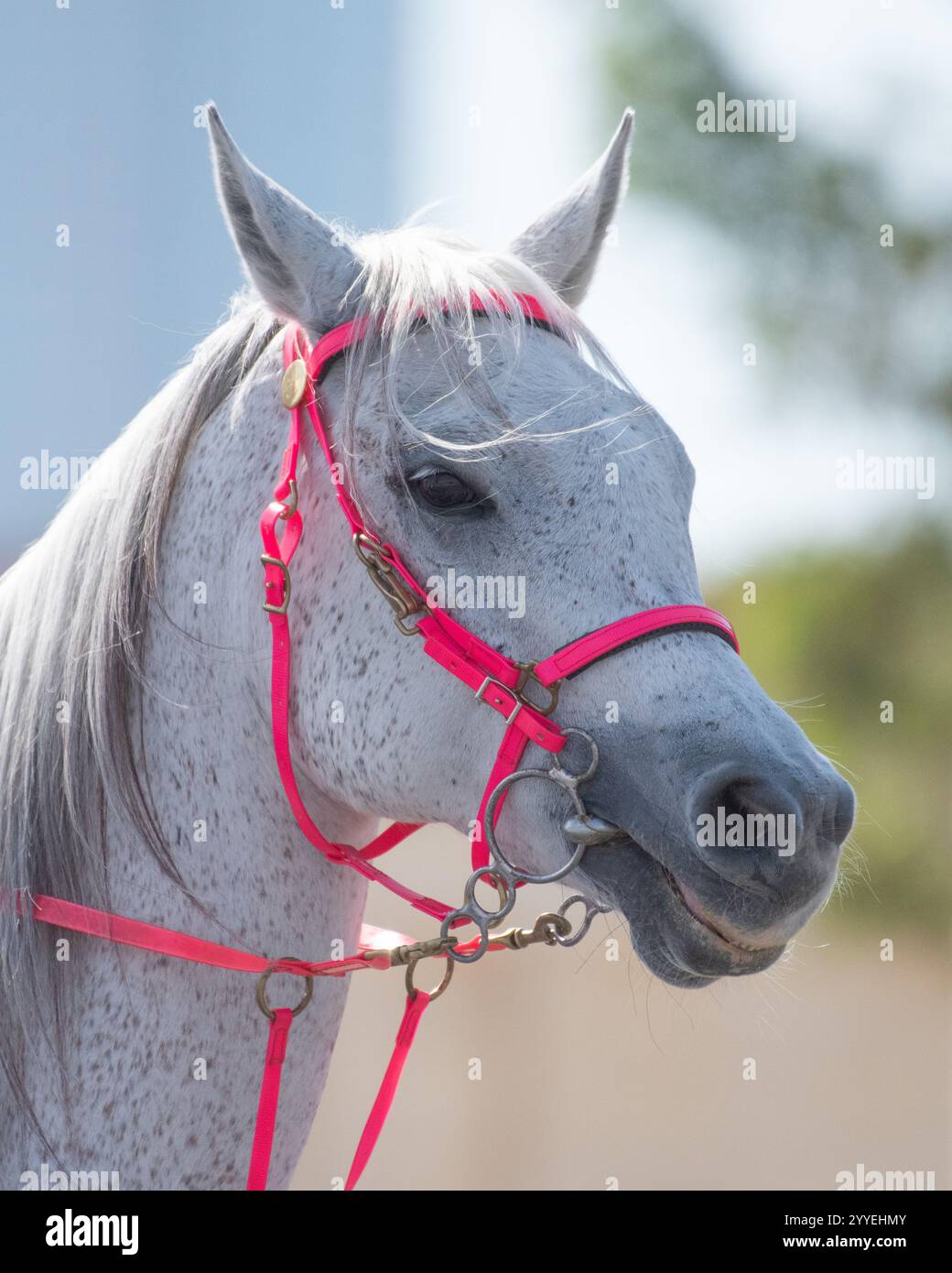 CONSAPEVOLEZZA DEL CANCRO DEGLI EMIRATI ARABI UNITI/AJMAN/BREST Foto Stock