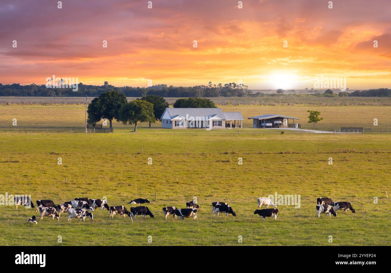 Mandria di bovini da latte che pascolano nei pascoli vicino a una piccola fattoria. Mucche da latte su prati verdi in Florida Foto Stock