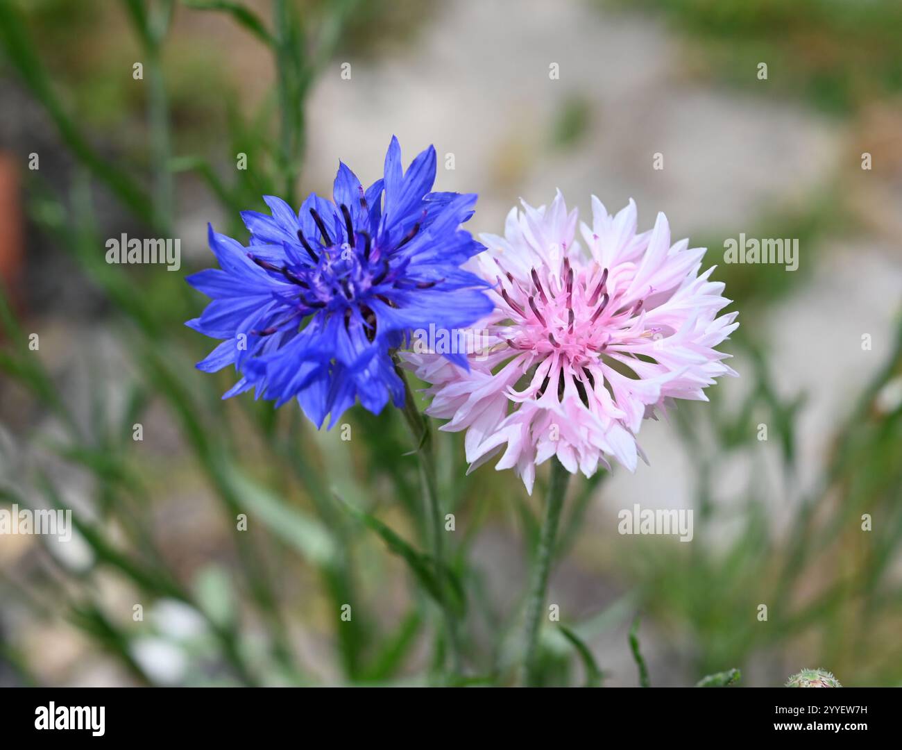 Fiori di fiordaliso blu e rosa - Centaurea cyanus - confronto affiancato Foto Stock