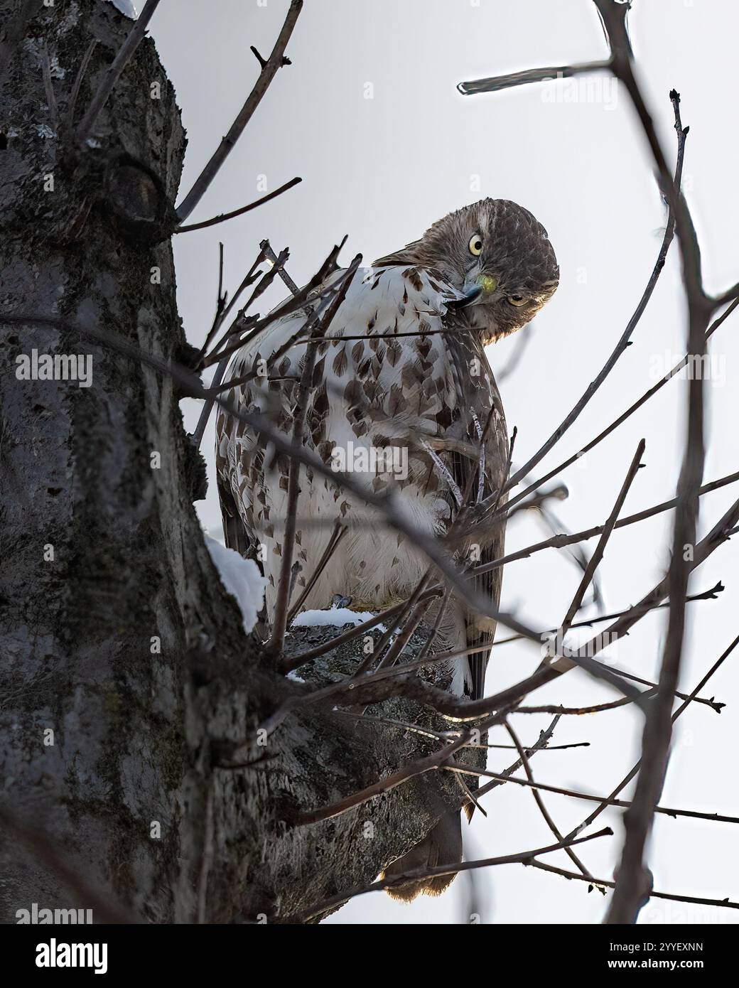 Falco dalla coda rossa che guarda il fotografo di High Perch in Tree Foto Stock