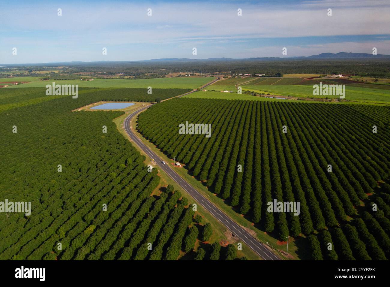 Aerea dei Macadamia Nut Orchards commerciali piantati sui fertili terreni rossi vicino a Childers Queensland Australia Foto Stock