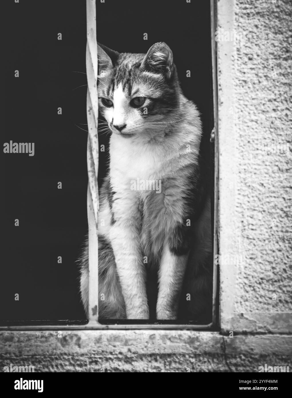 Un'immagine in bianco e nero di un gatto seduto alla finestra. Foto Stock