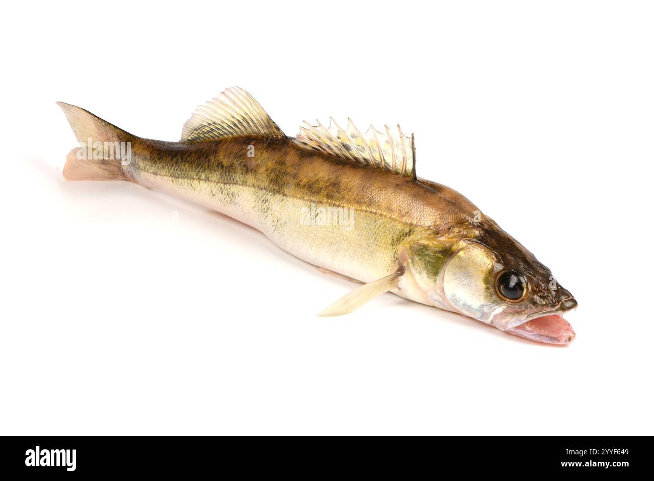 Pesce del fiume Zander. Pesce persico isolato su sfondo bianco. Foto Stock