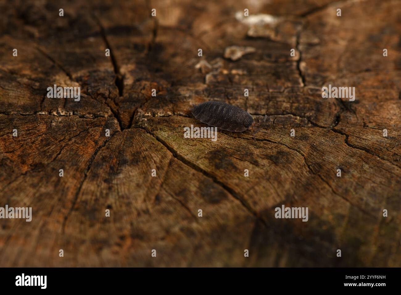 Woodlouse Isopod Macro. Isopod - mucca da latte, sulla corteccia nella foresta profonda, isopodi macro shot. Foto Stock