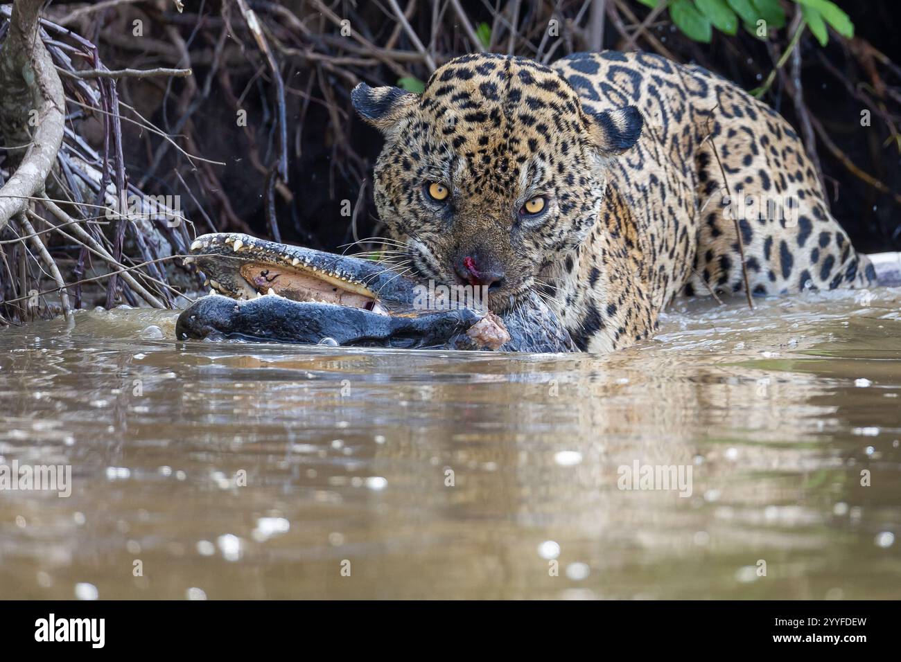 Momento intenso in cui un giaguaro preda un caimano in un fiume, mostrando il potere grezzo e la feroce determinazione del predatore in natura. Foto Stock